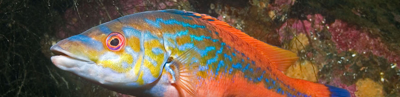 Cuckoo Wrasse